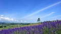 女人小逼大鸡巴操日本一地6日游  境外旅游 6880元/人